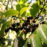 maqui-berry-tree