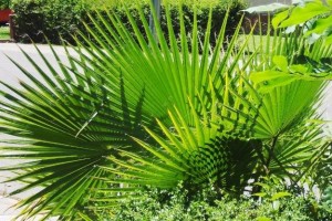 Saw Palmetto Extract Supplement