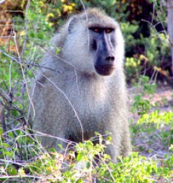 The Benefits of Being a Beta Male. In male baboons, a higher social rank generally brings higher testosterone and lower stress hormone levels. But according to a new study, the highest-ranked (alpha) males have higher stress levels than the second-ranking (beta) males. The finding suggests that life at the very top can be more costly than previously thought.