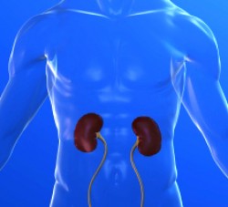 Treatment Helps With Kidney Transplants. About 1 in 3 candidates for kidney transplantation has a condition that causes their bodies to immediately reject transplanted organs. A new treatment promises to boost transplant success by “desensitizing” these patients to foreign human tissue. The treatment could lead to thousands more kidney transplants every year. 