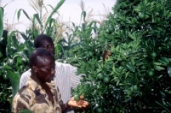 Farmers in Ghana tending fruit trees which were intercropped with cereals to maximize the use of the land and diversify sources of income.