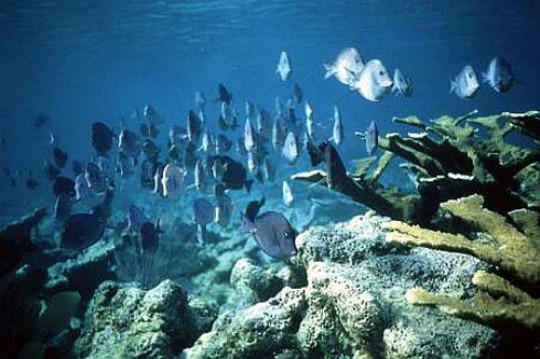 Four United Nations agencies have prepared a plan to limit the degradation of oceans and address issues such as overfishing, pollution and declining biodiversity to encourage countries to renew their commitment to improve oceans’ governance, the UN announced today.