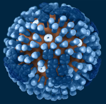 A 3D graphical representation of an influenza virus. Image by Dan Higgins, courtesy of CDC.