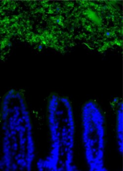 Cells that make up the intestinal wall form fingerlike projections (blue) and release antibacterial proteins that keep bacteria (green) at a distance. Image courtesy of Shipra Vaishnava and Lora Hooper.