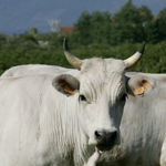 Deadly cattle plague eradicated